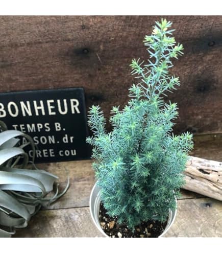 Amazon.co.jp: 『植木/庭木/苗木』アルバーティアナコニカ/大株【現品 Amazon.co.jp: 『植木/庭木/苗木』アルバーティアナコニカ/大株【現品